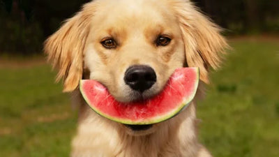 Can Dogs Eat Watermelon?