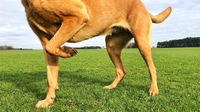 Can Dogs’ Legs Fall Asleep? Understanding Limping After Rest