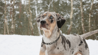 Catahoula Lab Mix: Everything You Need to Know