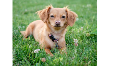 Chiweenie: Complete Guide to Chihuahua Dachshund Mix