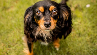 Cockalier: The Charming Cocker Spaniel Cavalier Mix Guide