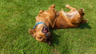 The Cocker Spaniel Dachshund Mix: All About The Docker Dog