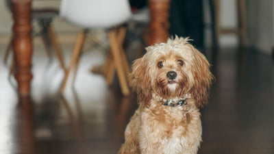 Corkie: The Ultimate Cocker Spaniel Yorkie Mix Guide