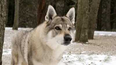 The Czechoslovakian Wolfdog or Vlcak: A Military Experiment Gone Right