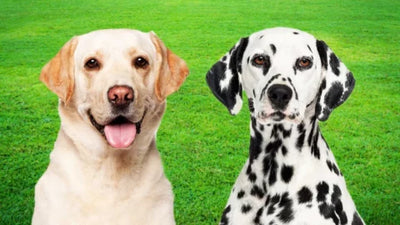 Dalmador: The Labrador Dalmatian Mix