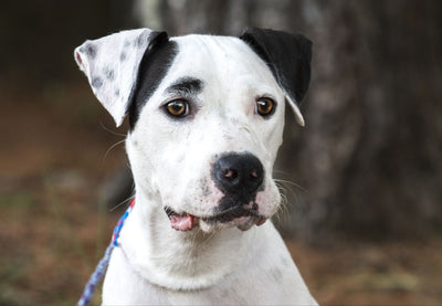 Dalmatian Pitbull Mix: Your Complete Guide To The Dal Pit