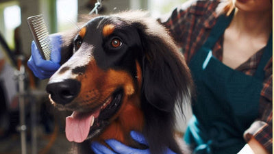 Doberghan: The Doberman Pinscher Afghan Hound Mix Dog