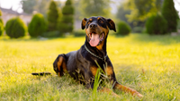 Doberman Lab Mix: Your Guide to the Ultimate Loyal Companion