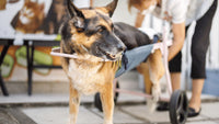 Dog Back Leg Shaking? 14 Reasons And What Dog Owners Need To Know