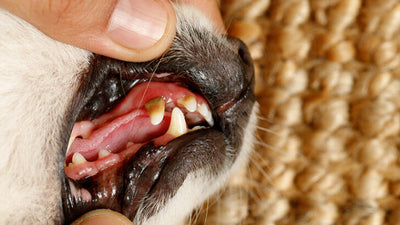 Dog Tooth Decay: Stages & Prevention for Canine Dental Health