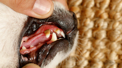 Dog Tooth Decay Stages And Dental Disease: How To Save Your Dog