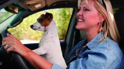 Is Your State Requiring Dog Seat Belts? Check the Law