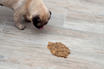 Dog Vomiting After Eating: Causes, Diagnosis & Treatment