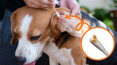 What Do Dog Ear Wax Colors Mean?