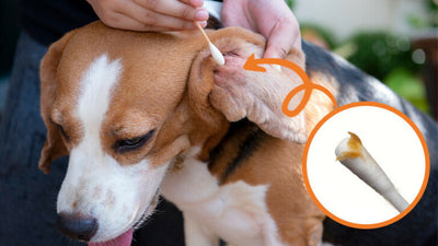 Canine Ear Discharge: What Do Dog Ear Wax Colors Mean?