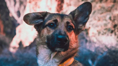 How Do You Know If Your Dog’s Ears Will Stand Up?