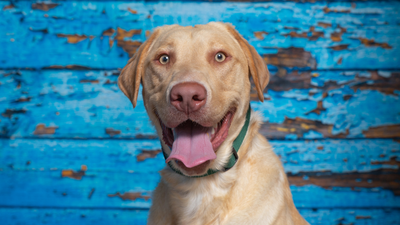 Dudley Labrador: Characteristics, History, and Care Guide