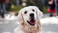 English Cream Golden Retriever: Characteristics and Care Tips