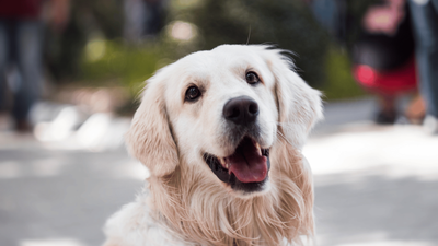 English Cream Golden Retriever: Traits and Care Guide