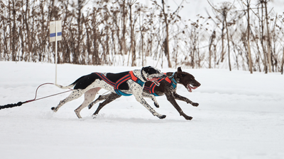 Eurohound: The Ultimate Sled Dog for Endurance Racing