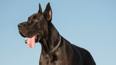 European Great Dane: History, Characteristics, and Care