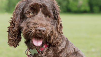 Labradoodle: Complete Guide to This Adorable Mixed Breed