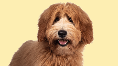 F1B Labradoodle: Everything You Need to Know