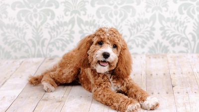 F1b Cockapoo: Complete Guide to This Charming Mixed Breed