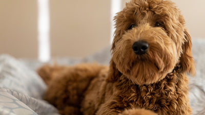 F1b Goldendoodle: What Are They And Why Are They So Popular?