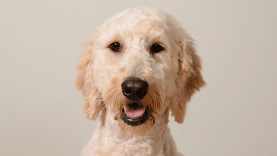 F1bb Goldendoodle: Everything You Need to Know