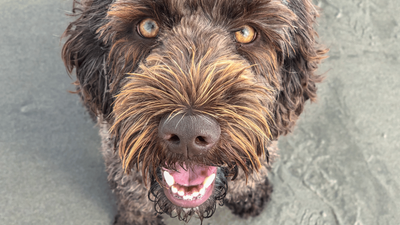 F1bb Labradoodle: Key Facts About This Hypoallergenic Dog