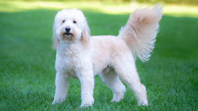 F2 Goldendoodle: Ultimate Guide to the Second-Gen Mixed Breed