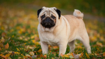 Pugs 101: A Complete Guide for Prospective and Current Pug Owners