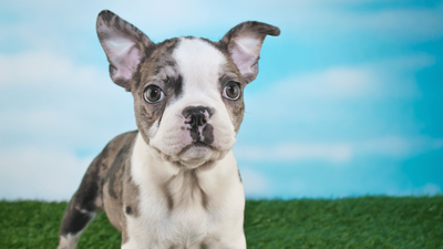 Frenchton: French Bulldog Boston Terrier Mix Guide