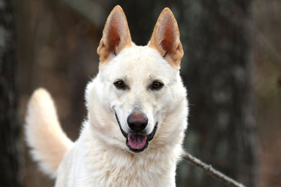 German Shepherd Husky Mix: The Complete Guide To Loyal and Energetic Shepsky