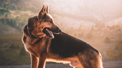 German Shepherd: Your Complete Dog Breed Information Guide