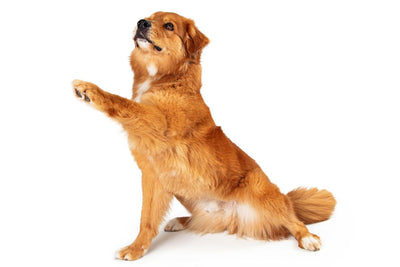 Golden Retriever Cavalier Mix: Complete Guide to This Hybrid