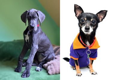 Great Dane Chihuahua Mix: A Guide To The Rarest Designer Dog
