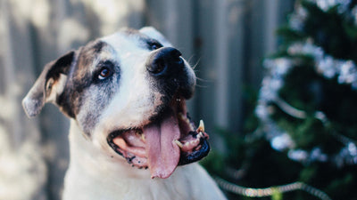 Great Dane Pitbull Mix: Uncovering the Traits of this Unique Designer Dog