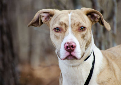 Greyhound Pitbull Mix: An Overview of This Rare Crossbreed