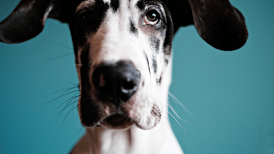 Harlequin Great Dane: Characteristics, Temperament, and Care