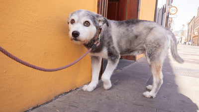 Building Dog Confidence: Guide to a Stable, Happy Canine