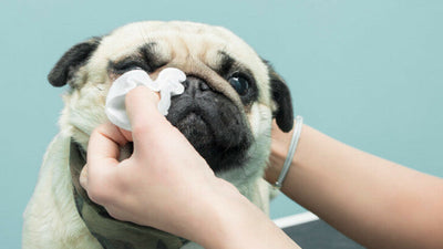 How To Clean Dog Eye Boogers