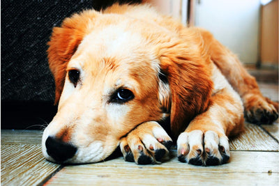 How to Comfort a Dog in Pain: Tips to Ease Canine Suffering