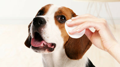 How To Get Rid of Red Tear Stains On Dogs