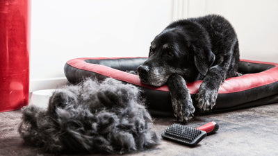 How to Reduce Dog Shedding: Tips for a Fur-Free Home