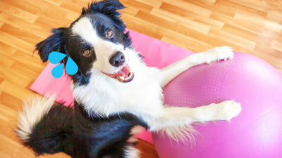 How to Give Your Dog Indoor Exercise