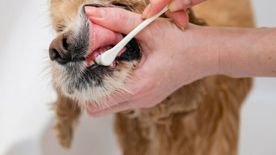 How To Clean A Dog's Mouth: Tips and Tricks For Healthy Teeth