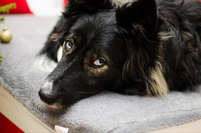 Husky Border Collie Mix (Borsky): Traits & Care Guide