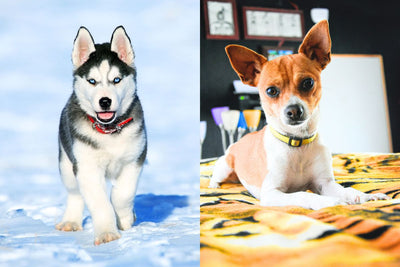 Huskyhuahua: What to Know About This Husky Chihuahua Mix